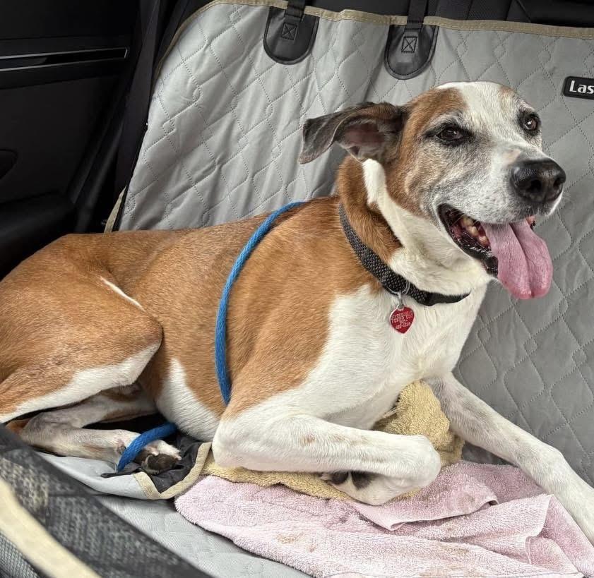 Enlarge Charlie, a Adoptable mixed breed in Dallas, TX image 1/6