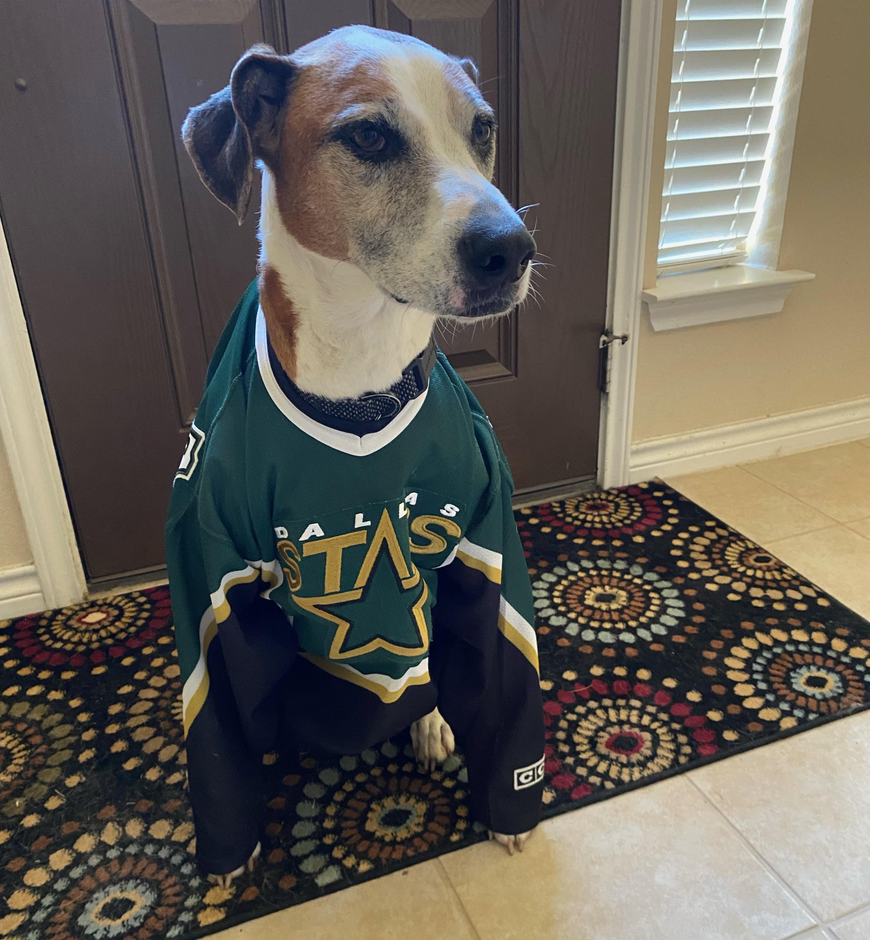 Charlie, a Adoptable mixed breed in Dallas, TX image 3/8