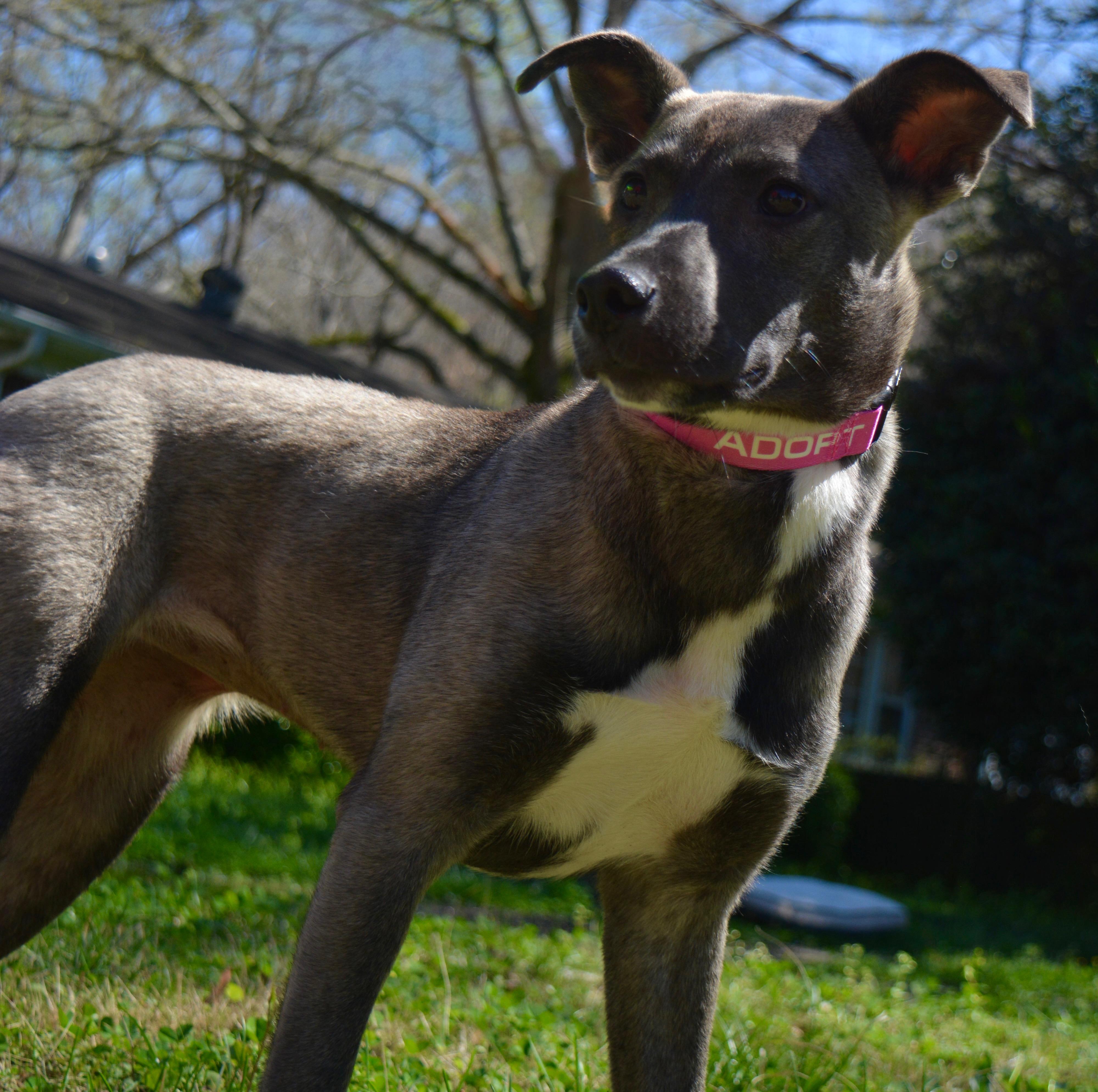 Enlarge Carla , a Adoptable mixed breed in Quakertown, PA image 5/5