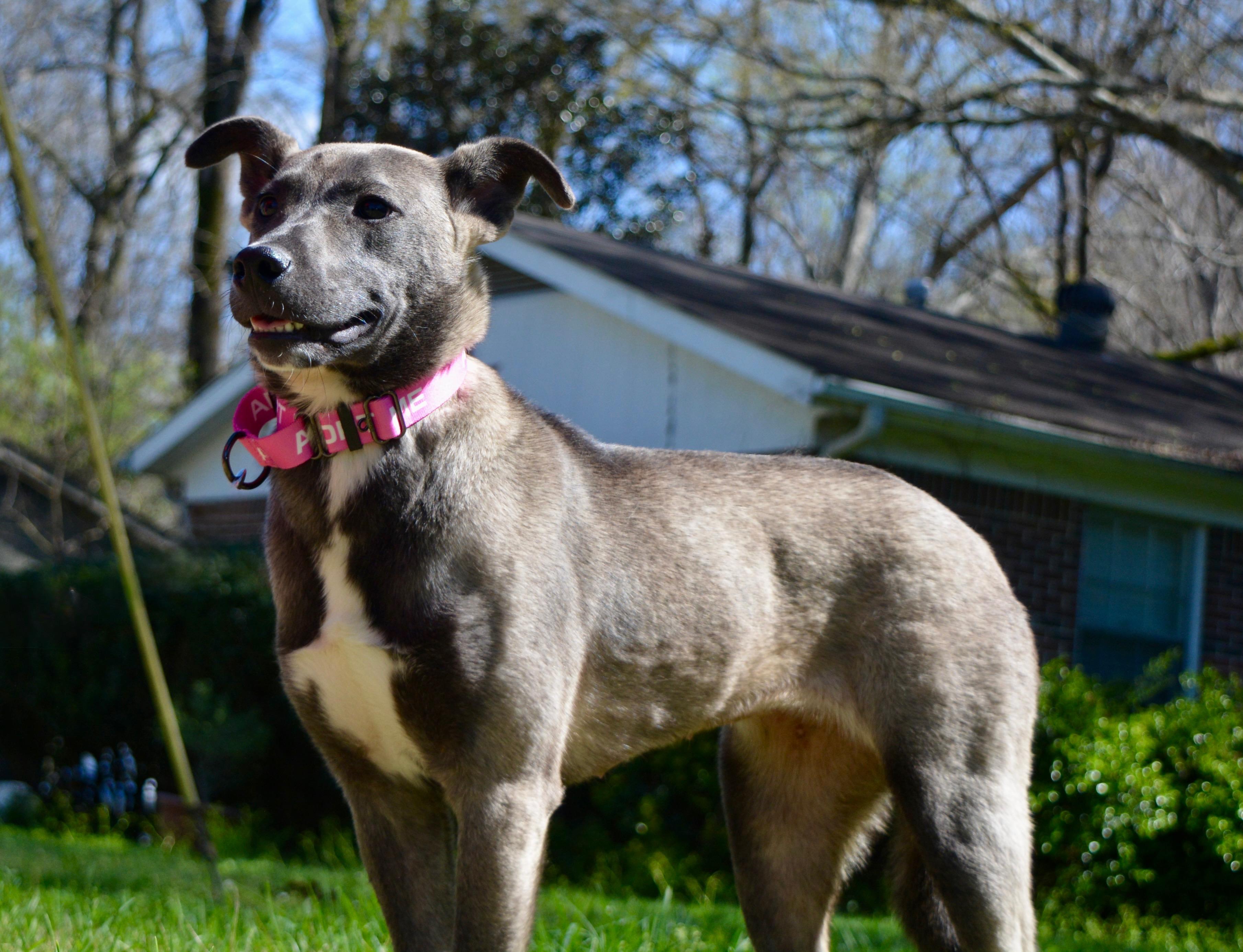 Enlarge Carla , a Adoptable mixed breed in Quakertown, PA image 3/5
