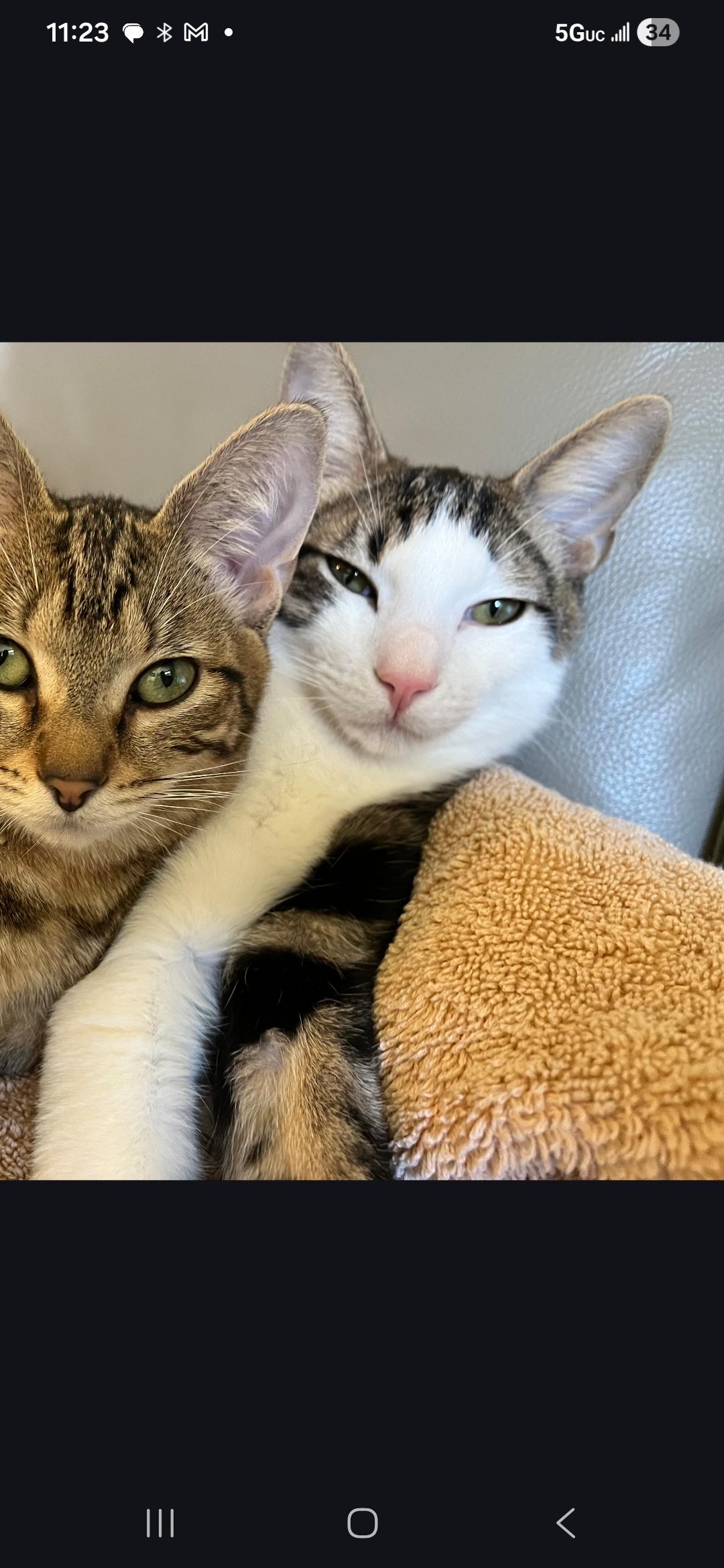 Enlarge Hughie, an adopted mixed breed in Ridgefield, NJ image 6/6