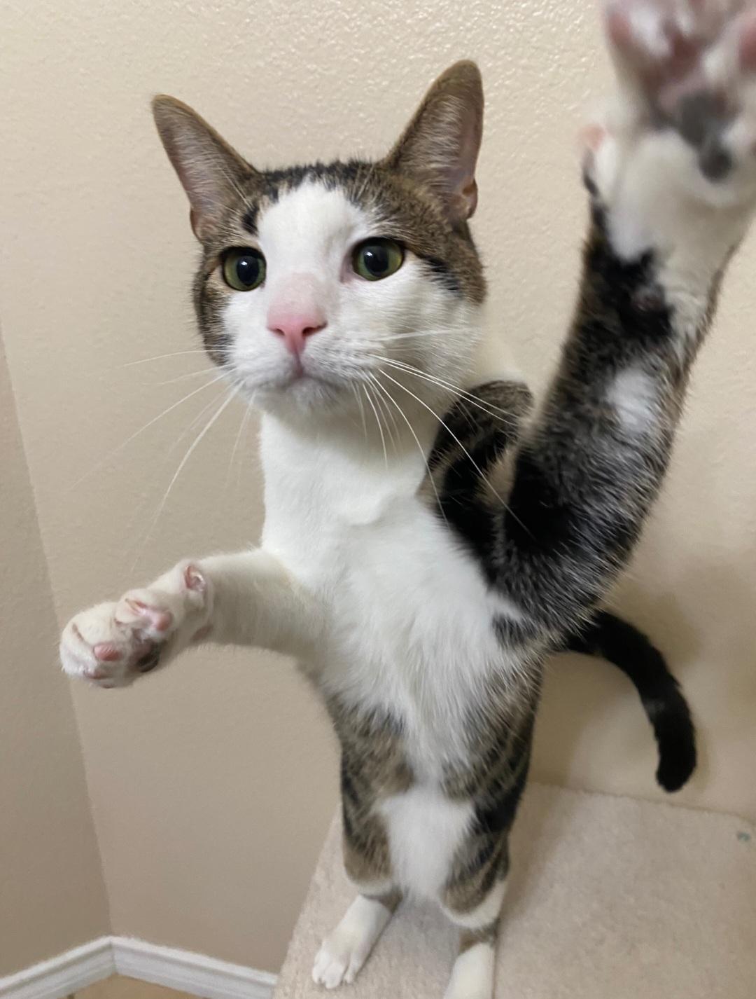 Hughie, adopted, Young Male Domestic Short Hair.