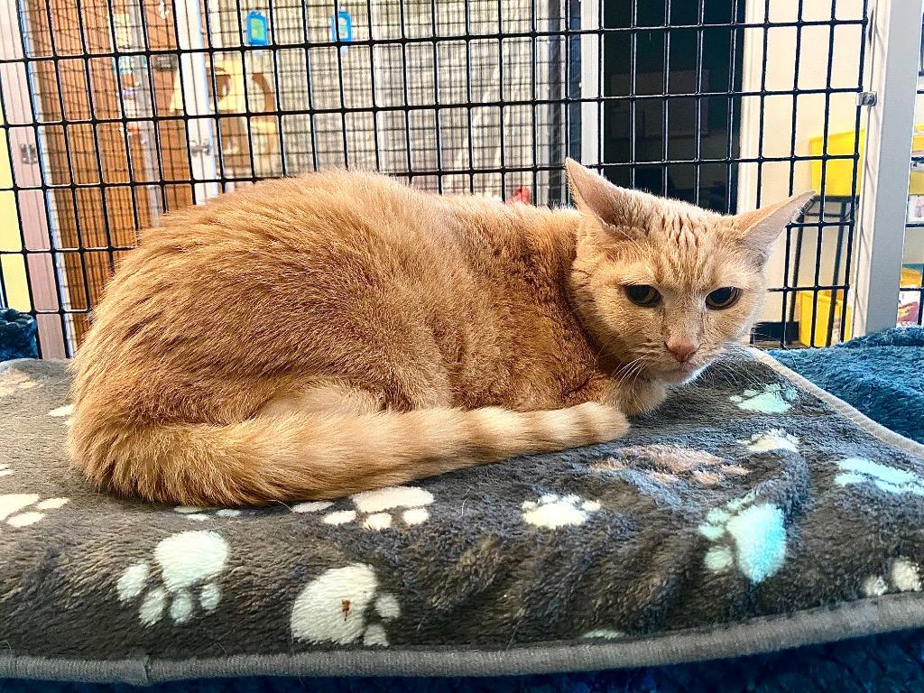 Jazz, Adoptable, Senior Female Domestic Short Hair.