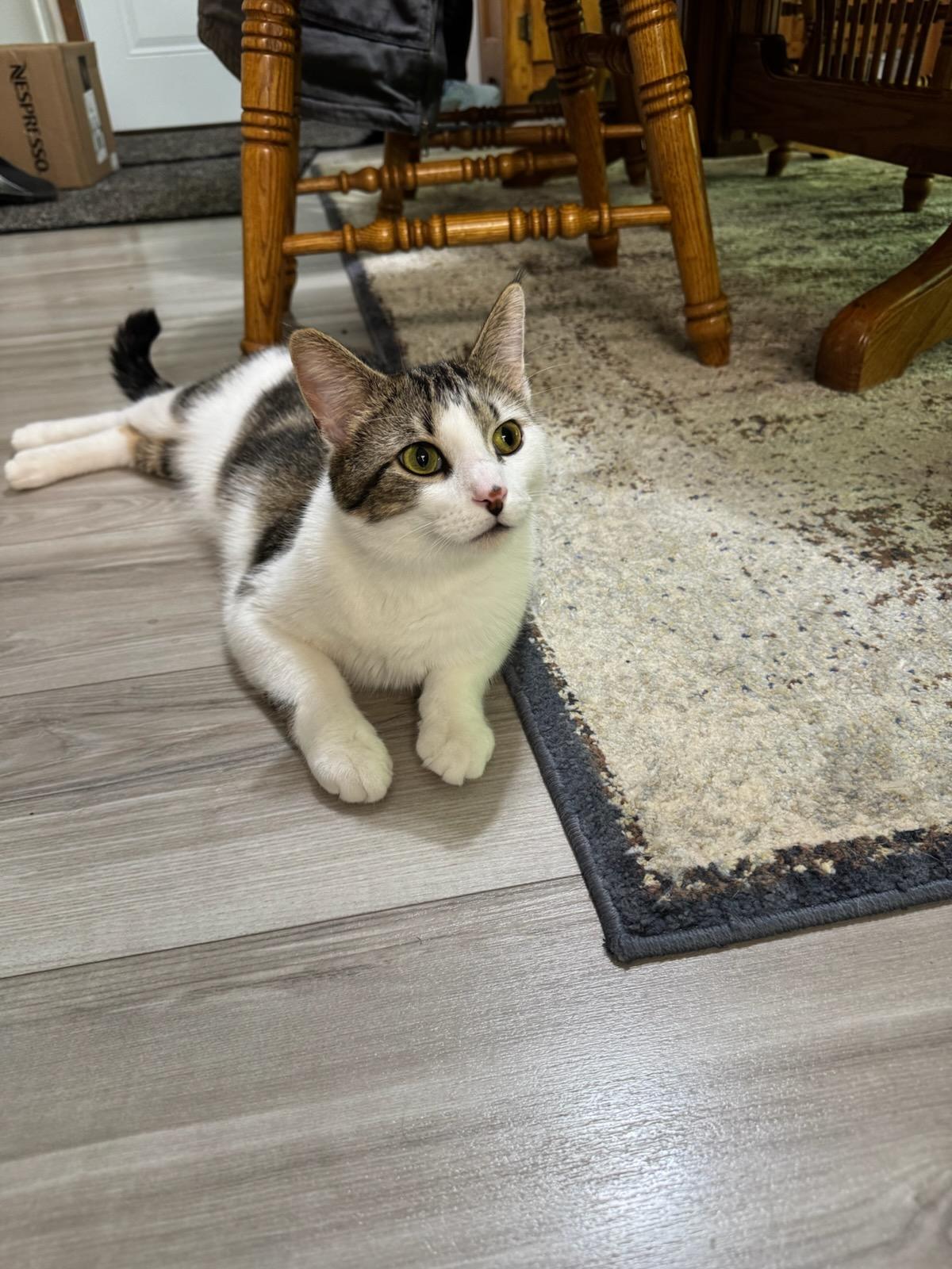 Enlarge Spidey, a ADOPTABLE Domestic Short Hair in Glenwood, MN image 1/1