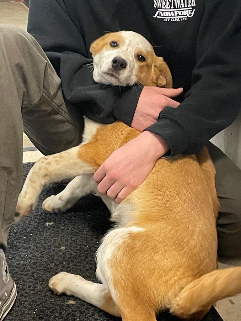 Breezy, Adoptable, Puppy Female Australian Cattle Dog / Blue Heeler & Mixed Breed.