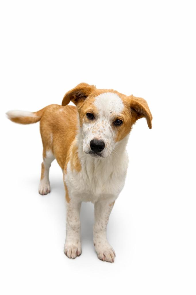 Enlarge Breezy, a Adoptable mixed breed in Rock Springs, WY image 2/2