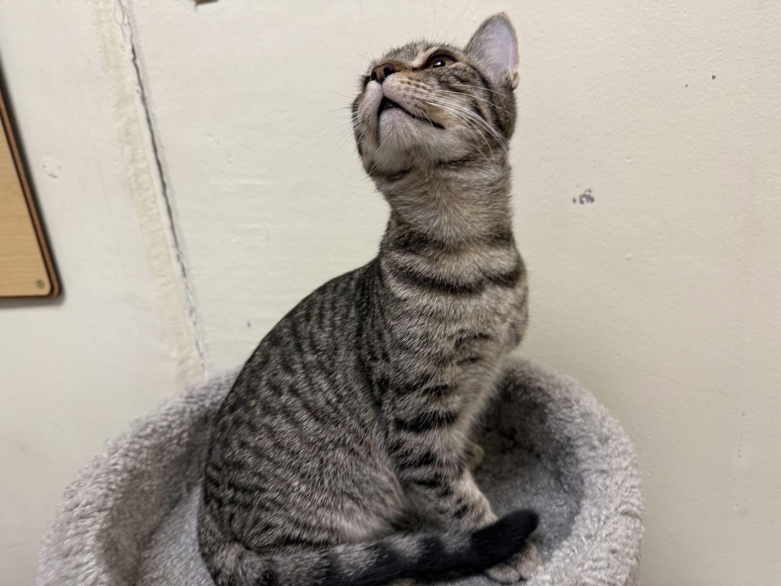 Enlarge Omar, a Adopted mixed breed in Phoenix, AZ image 2/2