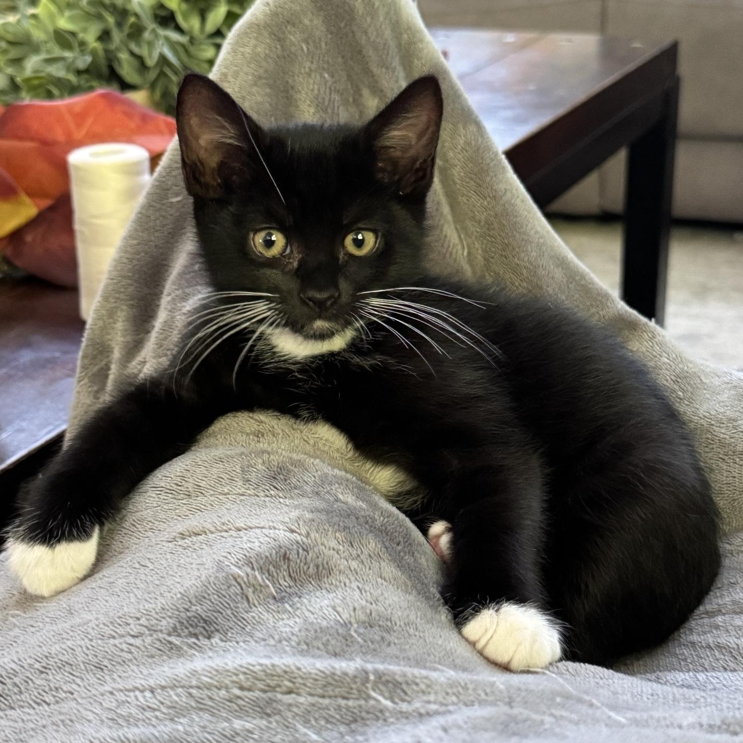 Alder, Adopted, Kitten Male Domestic Short Hair.