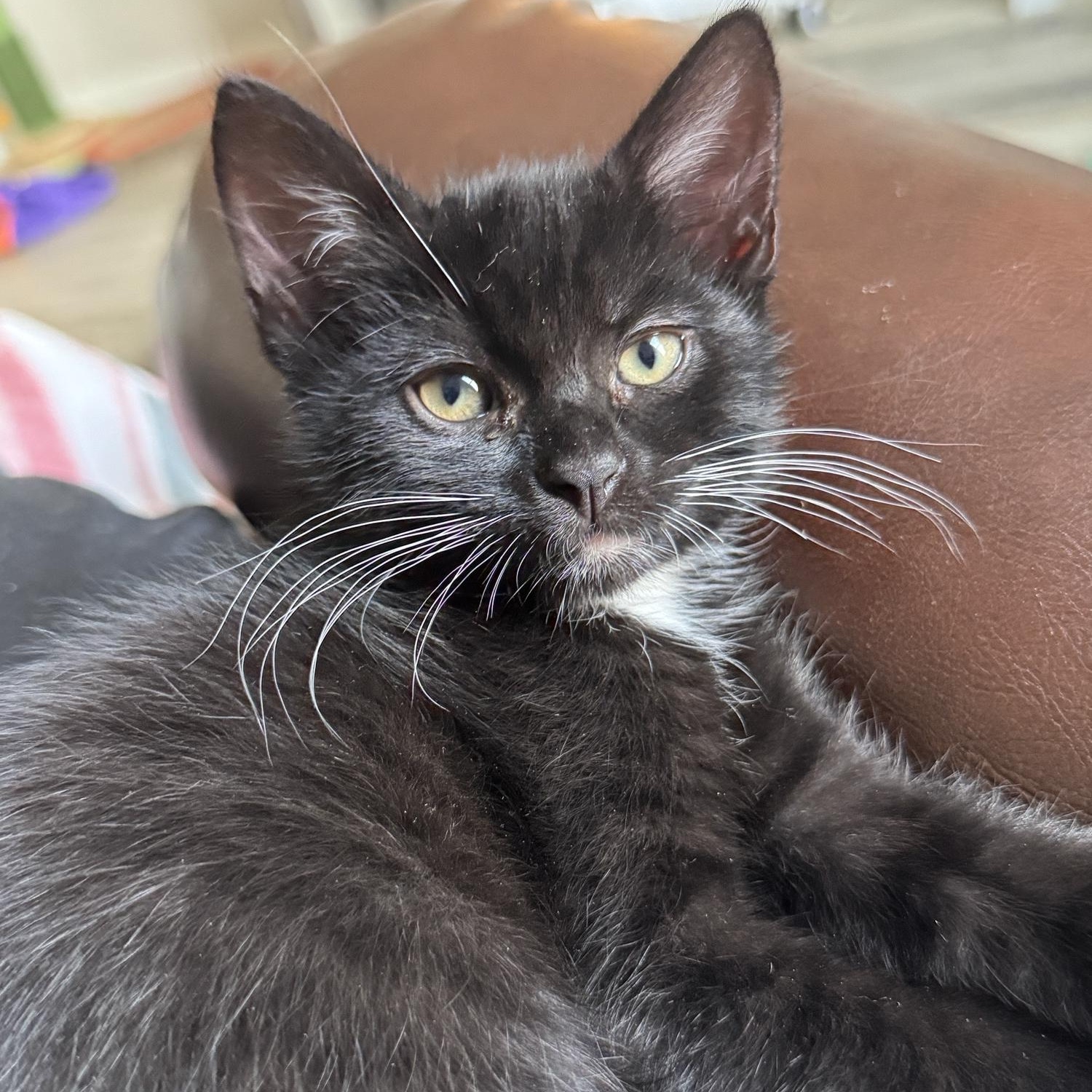 Enlarge Alder, a Adopted Domestic Short Hair in Renton , WA image 3/3