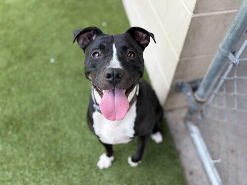 PANDA, Adoptable, Adult Female Mixed Breed.