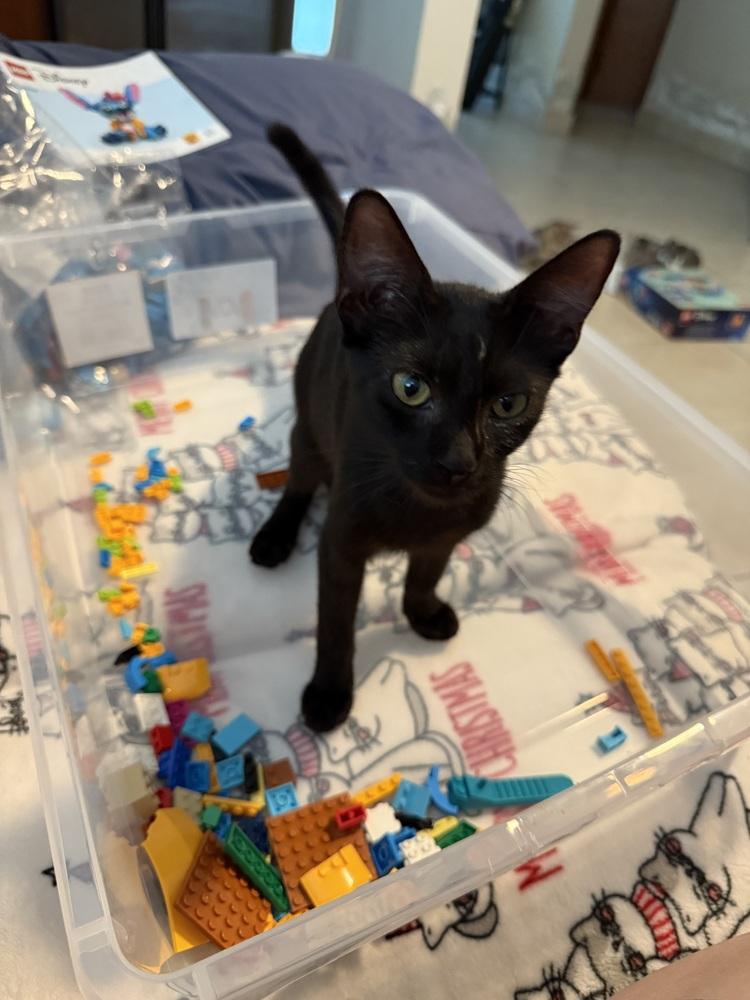 Shadow, Adoptable, Kitten Male Domestic Short Hair.