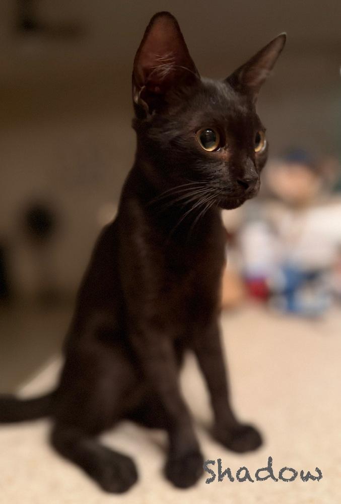 Enlarge Shadow, a Adoptable Domestic Short Hair in Naranjito, PR image 2/2