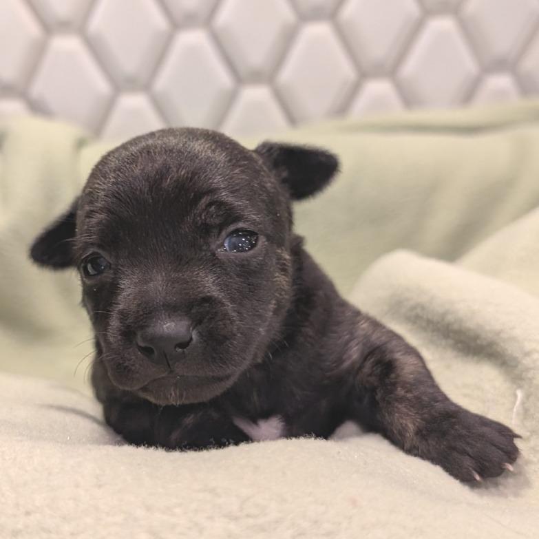 Pop, Adoptable, Puppy Female Chihuahua.