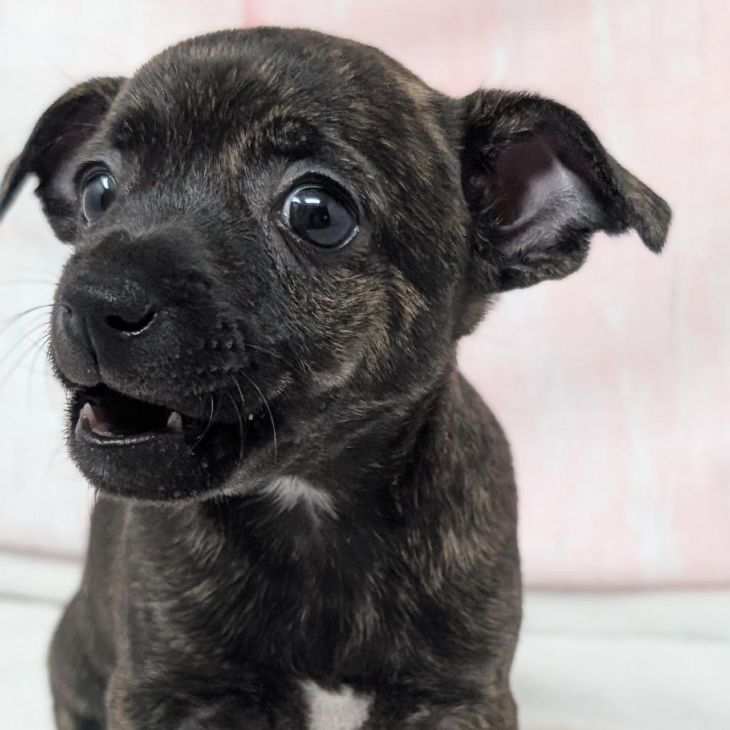 Pop, a Adoptable Chihuahua in Durham, NC image 2/6