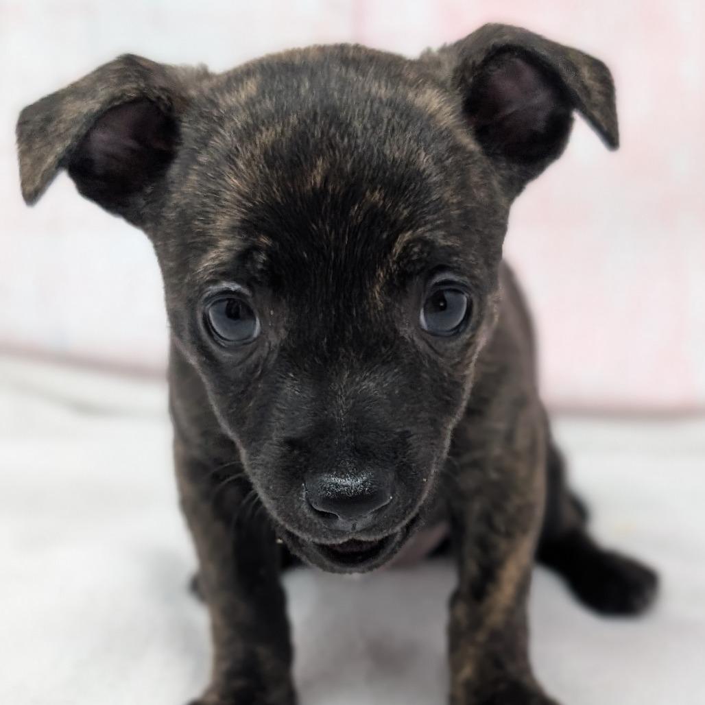 Pop, a Adoptable Chihuahua in Durham, NC image 3/6