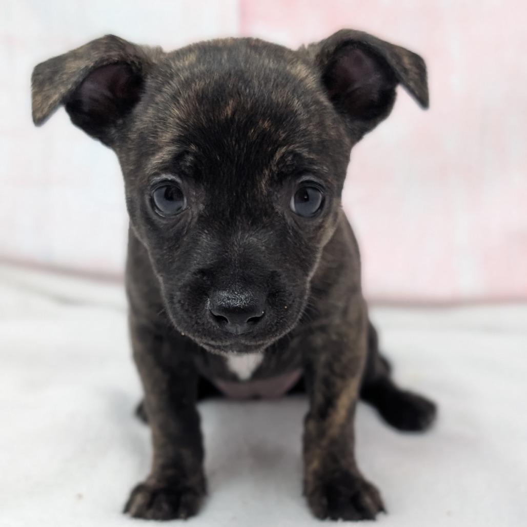 Pop, a Adoptable Chihuahua in Durham, NC image 6/6
