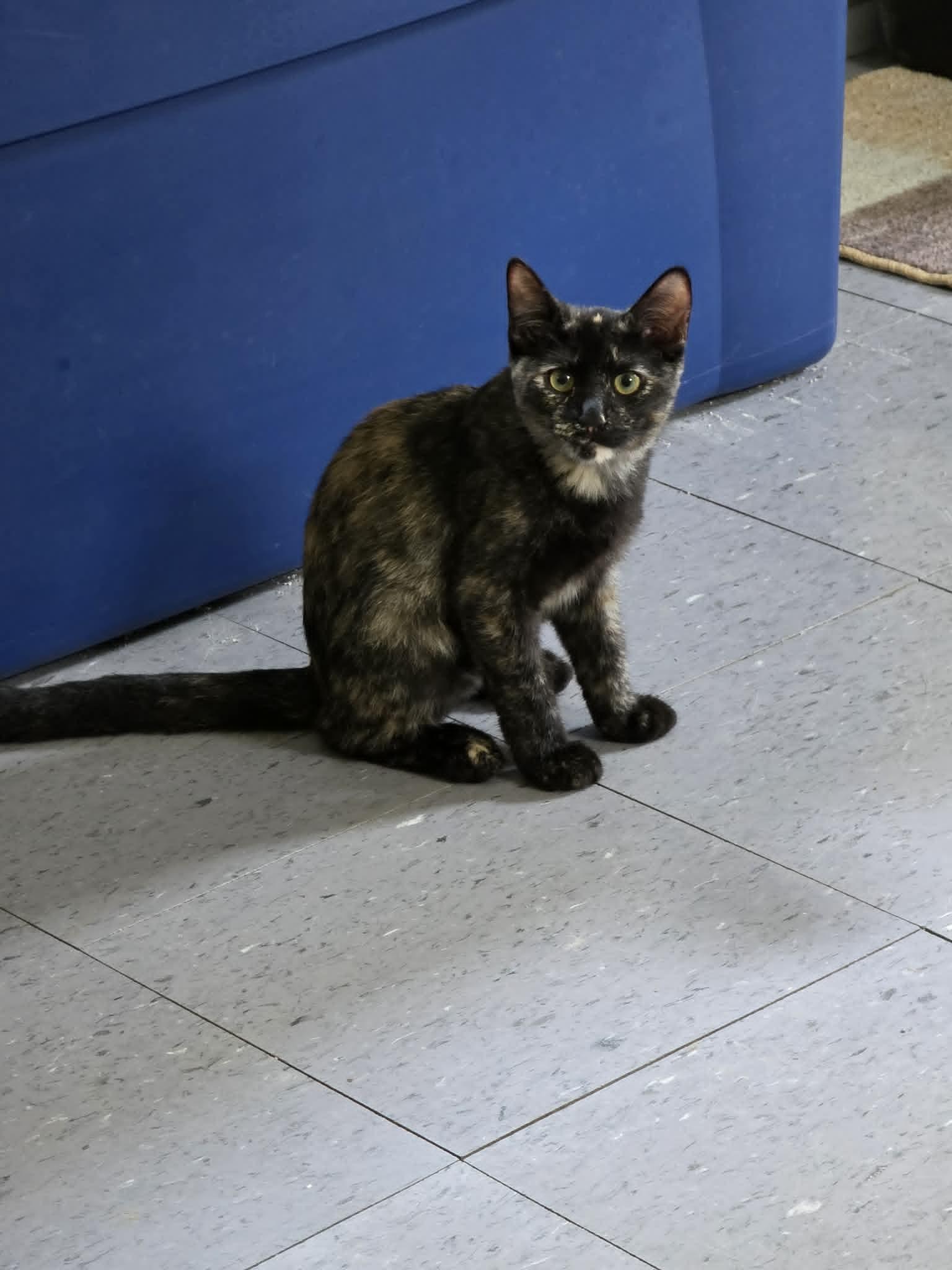 Enlarge Sperry, a ADOPTABLE Domestic Short Hair in Umatilla, FL image 2/2