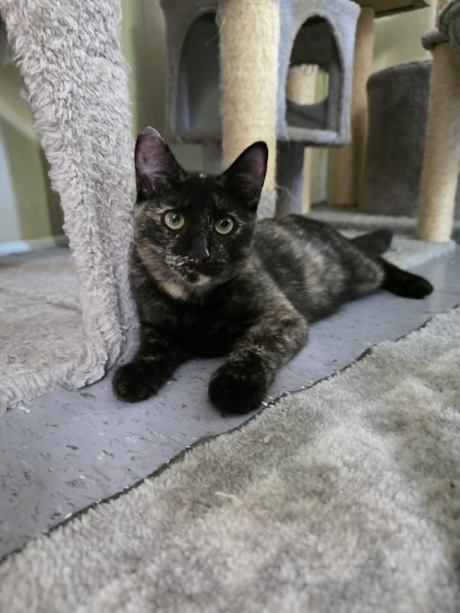 Sperry, ADOPTABLE, Kitten Female Domestic Short Hair.