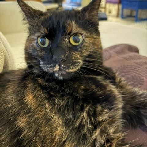 Chloe - Loves Little Dogs, an adopted mixed breed in Holland, MI image 1/3