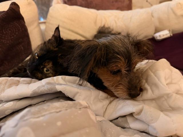 Chloe - Loves Little Dogs, an adopted mixed breed in Holland, MI image 3/3