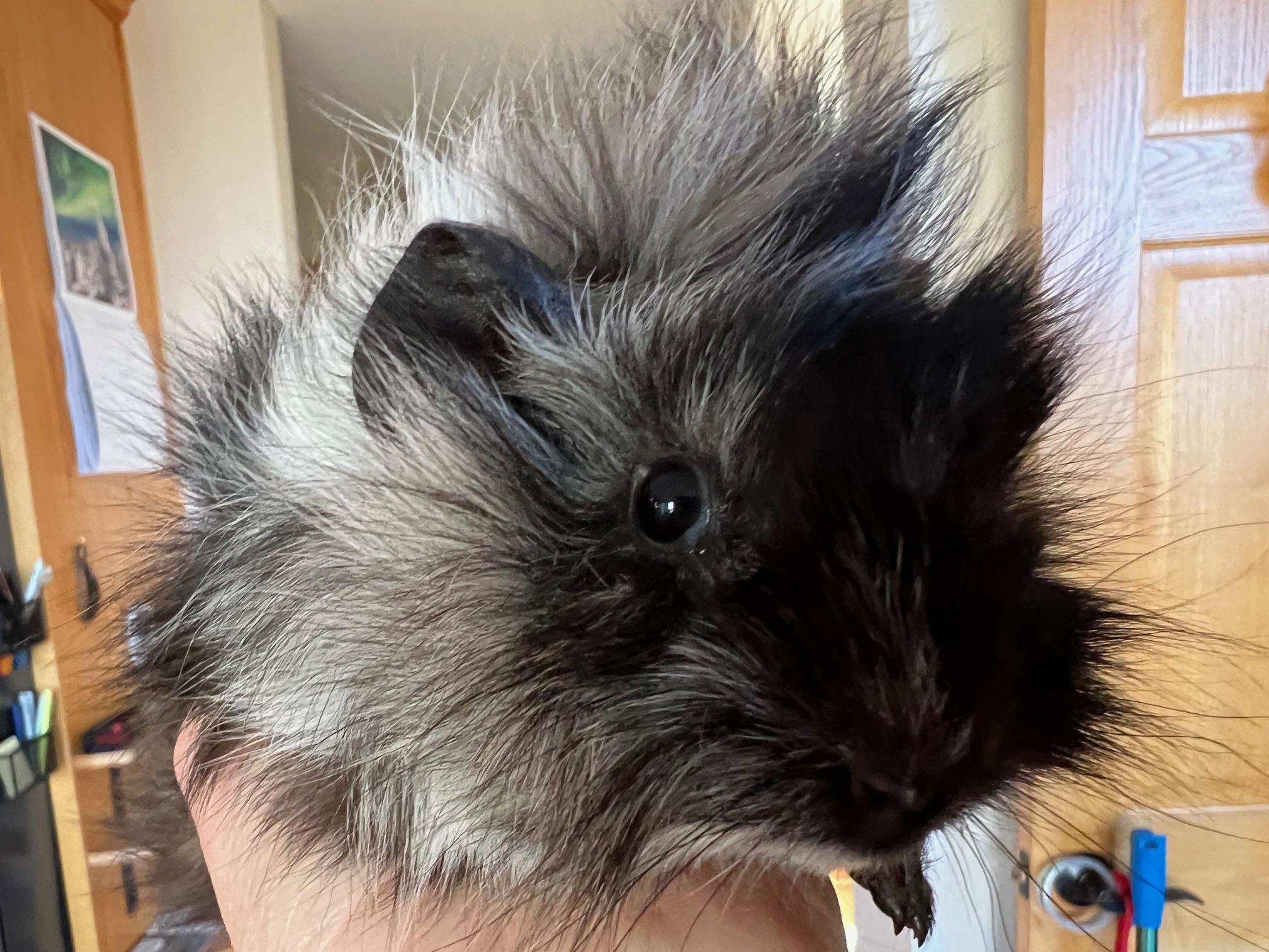 Odessa, adopted, Baby Female Abyssinian.