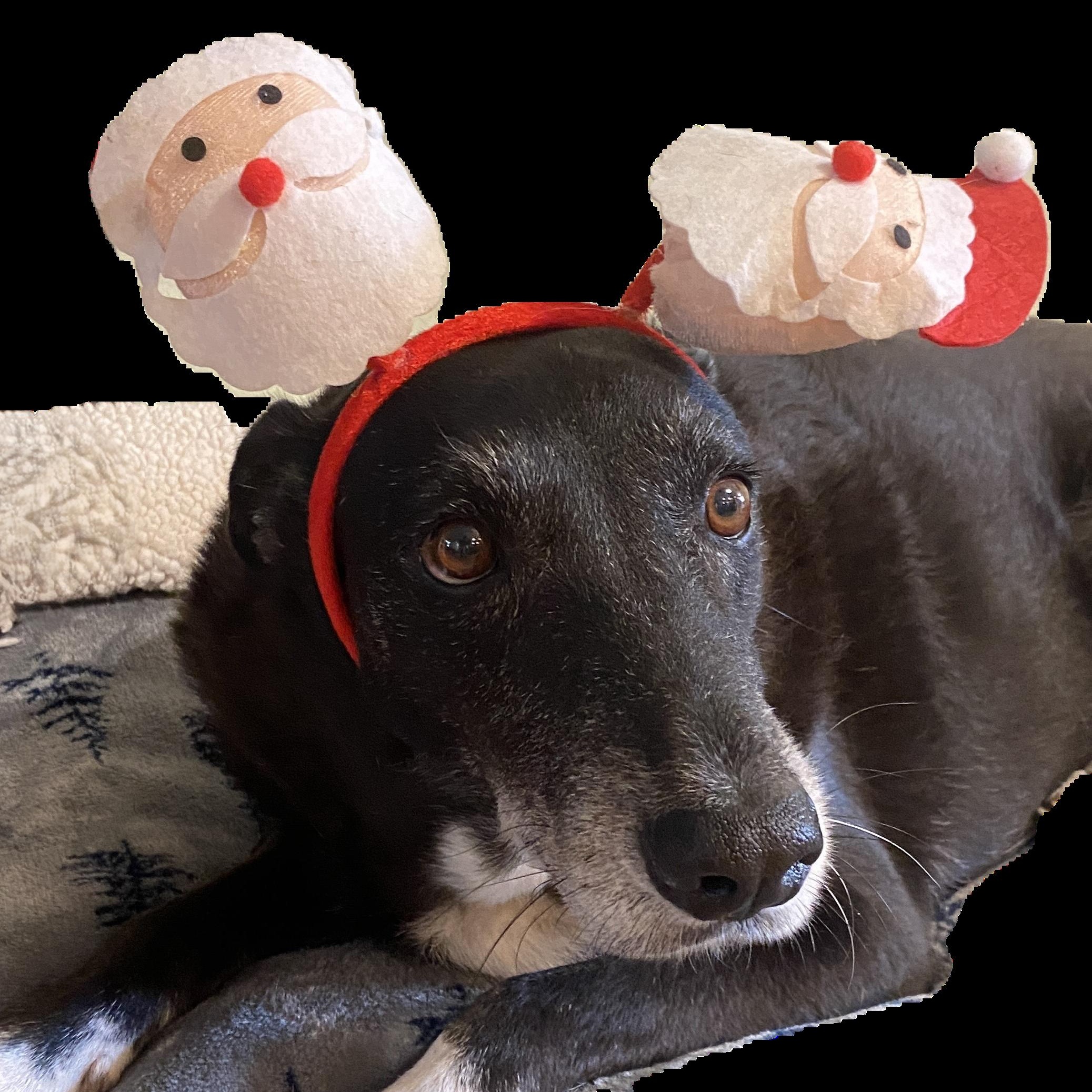 Enlarge ELVIS - Needs foster/fospice or adopter, a Adoptable mixed breed in Largo, FL image 1/6