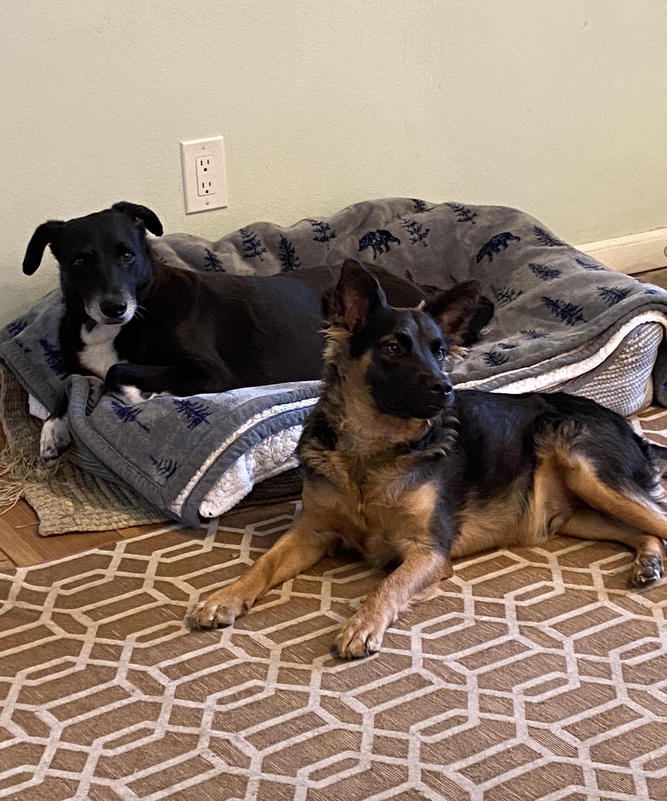 Enlarge ELVIS - Needs foster/fospice or adopter, a Adoptable mixed breed in Largo, FL image 6/6