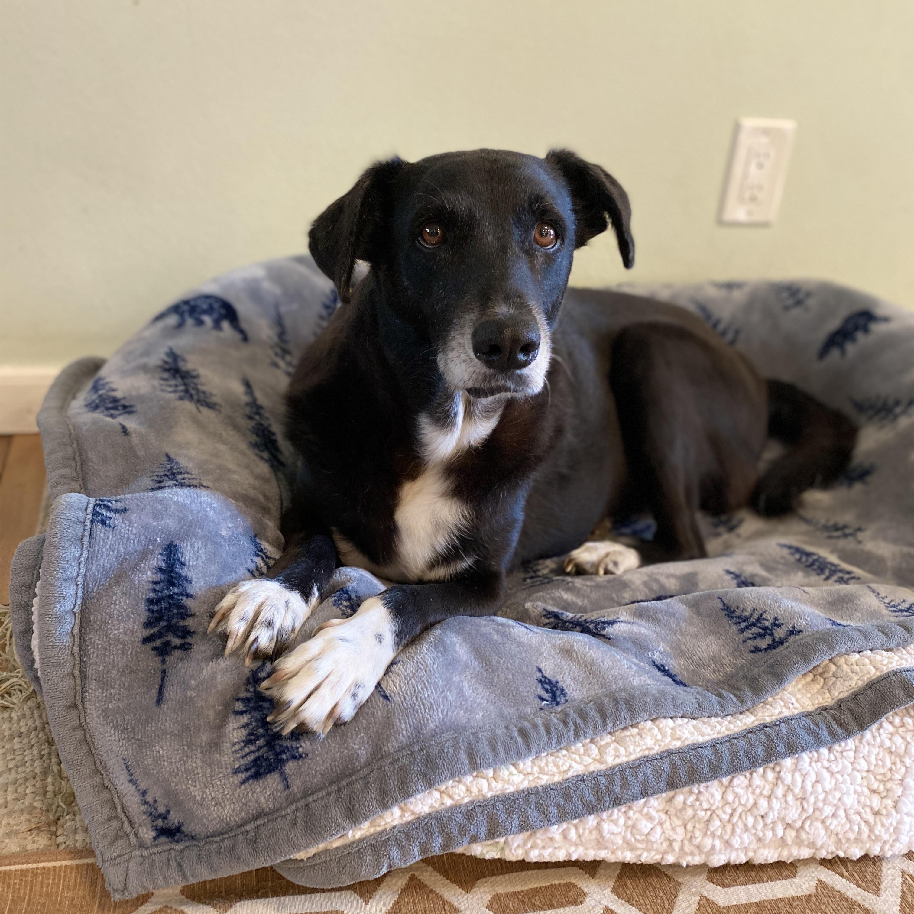 Enlarge ELVIS - Needs foster/fospice or adopter, a Adoptable mixed breed in Largo, FL image 4/6