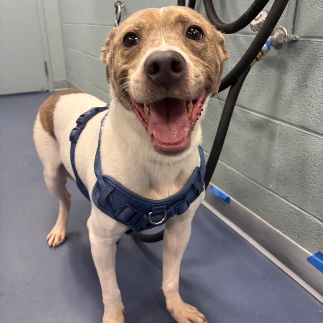 Bruno, Adoptable, Adult Male Pit Bull Terrier & Beagle.