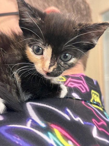 POPPY-JEAN, a Adoptable Domestic Short Hair in Sebec, ME image 1/3