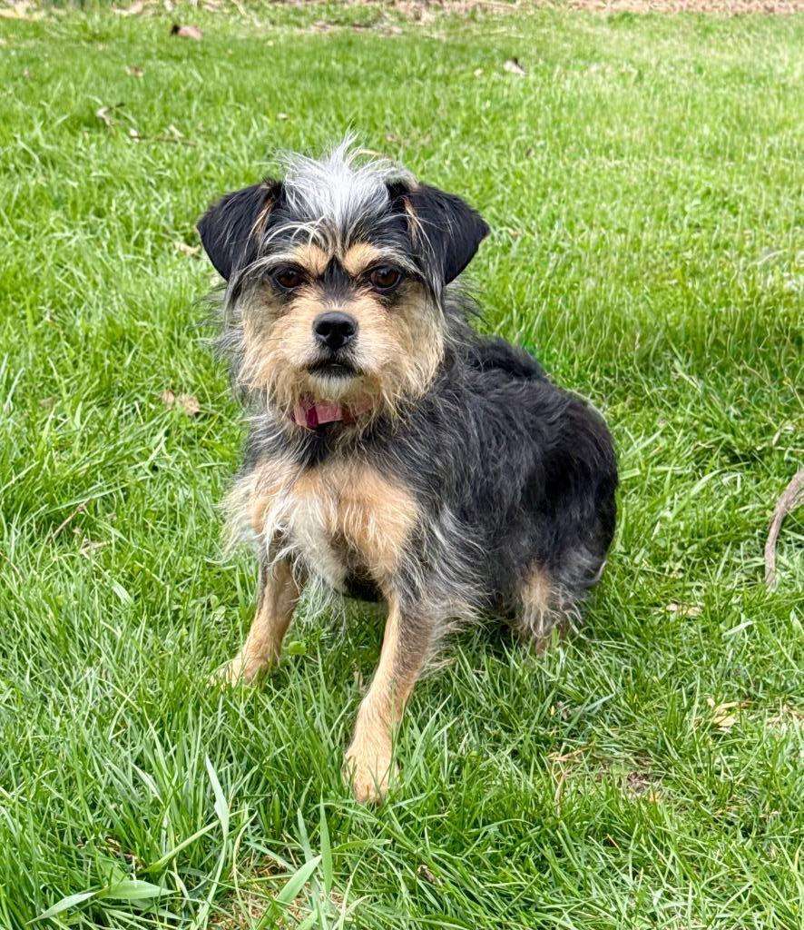 Pixie, Adoptable, Young Female Terrier & Wirehaired Terrier.