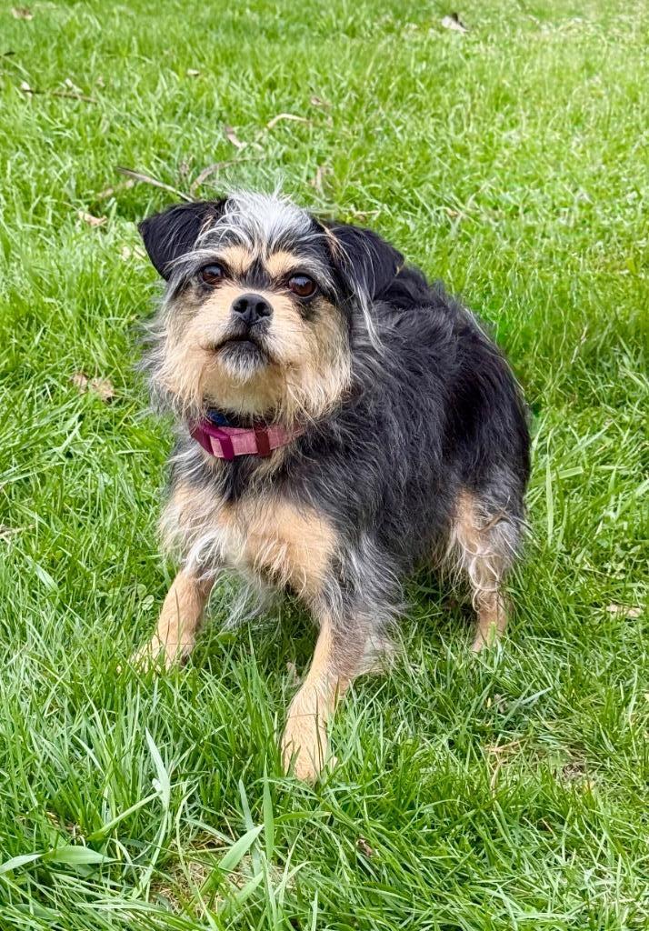 Enlarge Pixie, a Adoptable mixed breed in Shorewood, IL image 2/4
