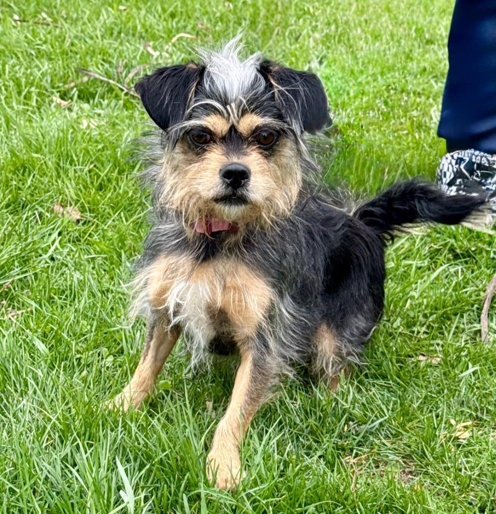 Enlarge Pixie, a Adoptable mixed breed in Shorewood, IL image 3/4