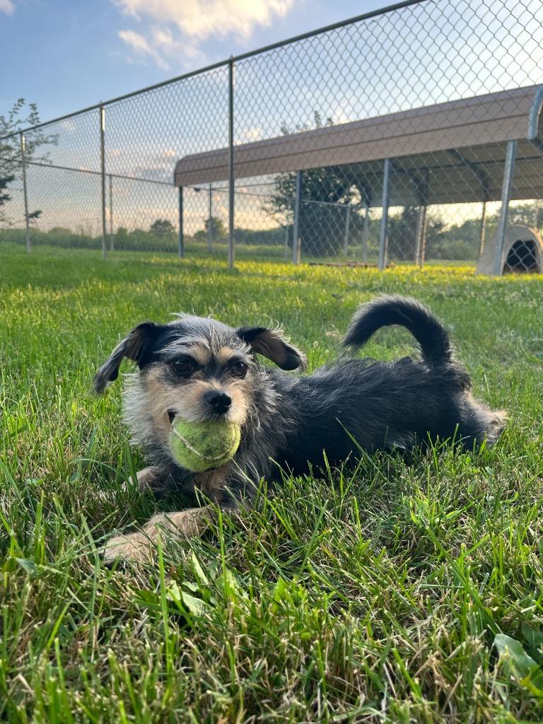 Enlarge Pixie, a Adoptable mixed breed in Shorewood, IL image 4/4
