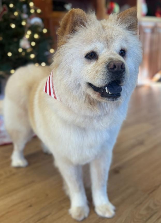 Haley, Adoptable, Young Female Chow Chow.