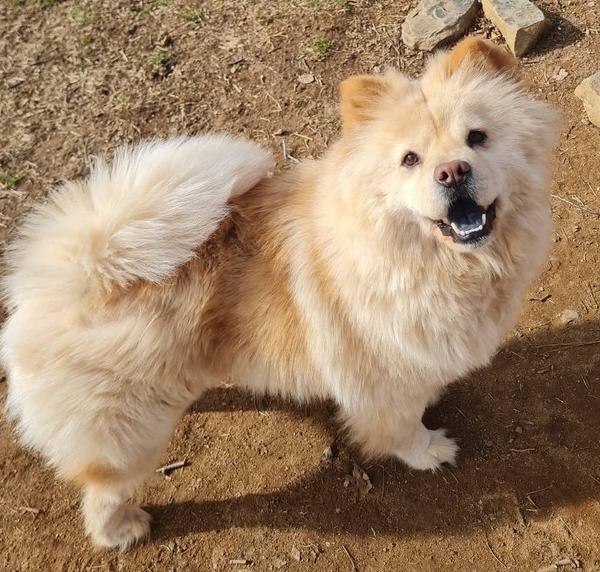Enlarge Haley, a Adoptable Chow Chow in Kennesaw, GA image 2/2