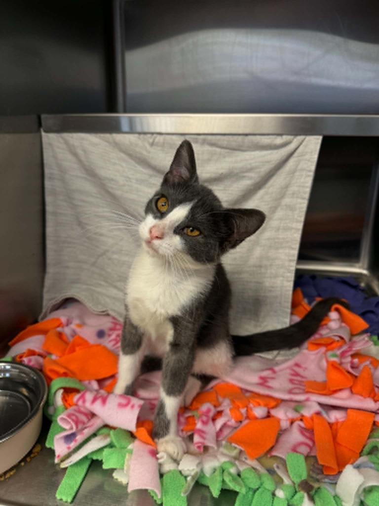 Bell, Adoptable, Kitten Female Domestic Short Hair.