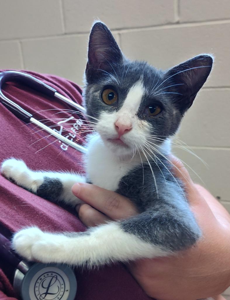 Enlarge Bell, a Adoptable mixed breed in Grand Forks, ND image 2/2