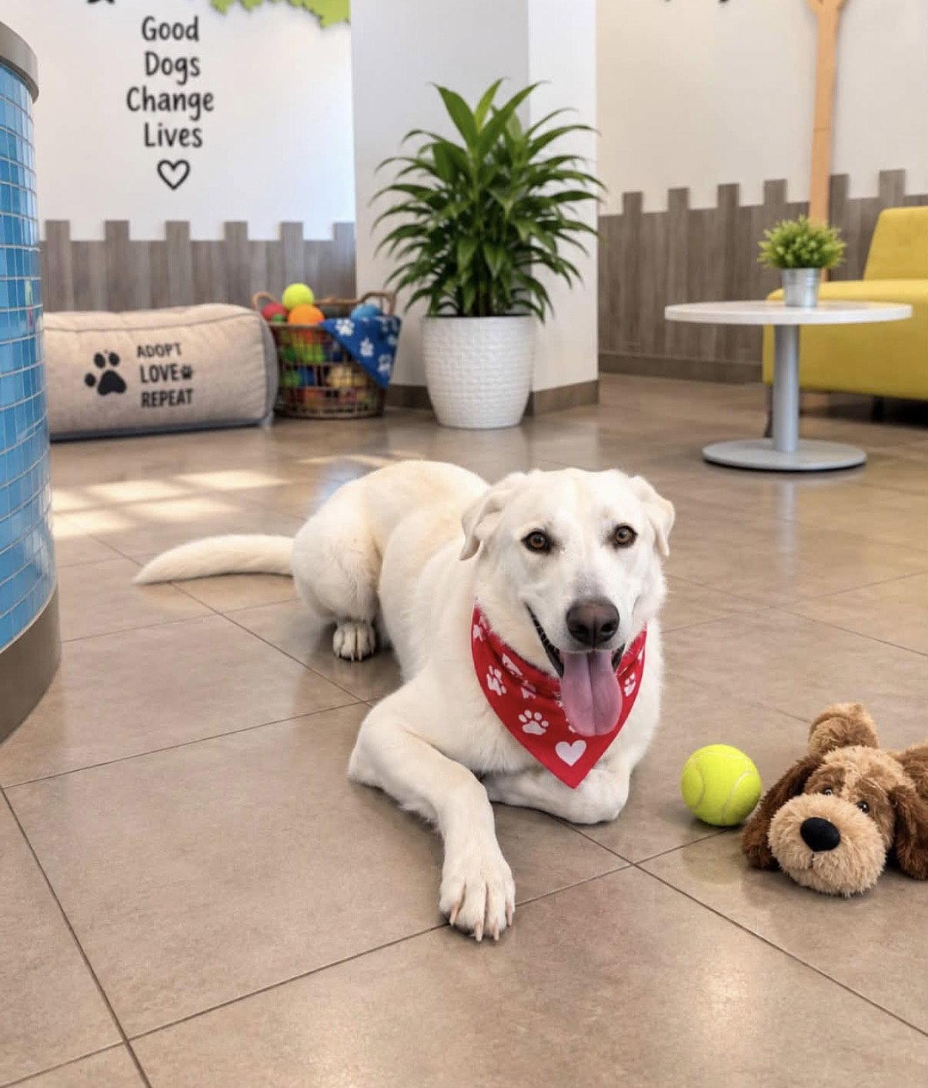 Ruben, Adoptable, Adult Male White German Shepherd & Great Pyrenees.