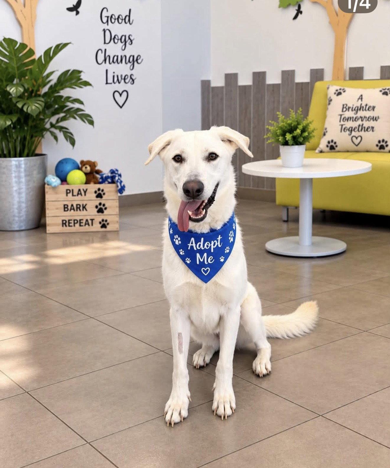 Enlarge Ruben, a Adoptable mixed breed in Euless, TX image 3/3