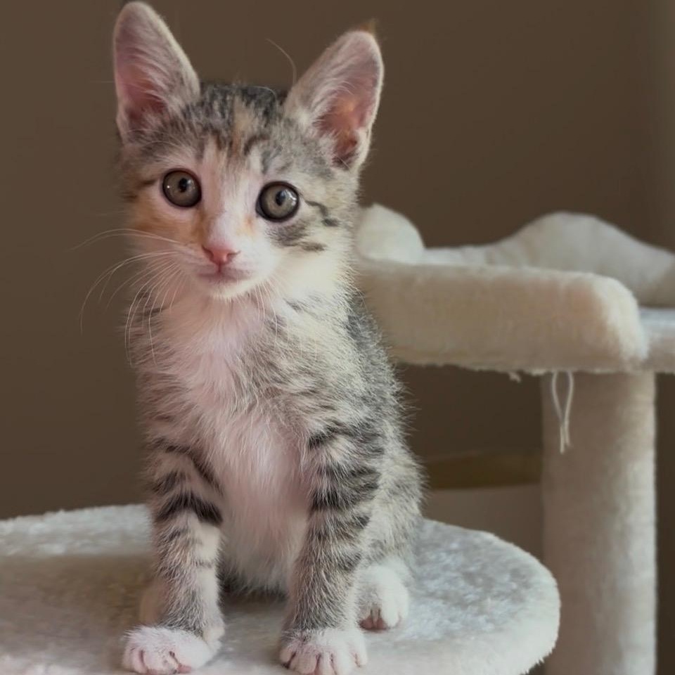 Junie, adopted, Kitten Female Domestic Short Hair.