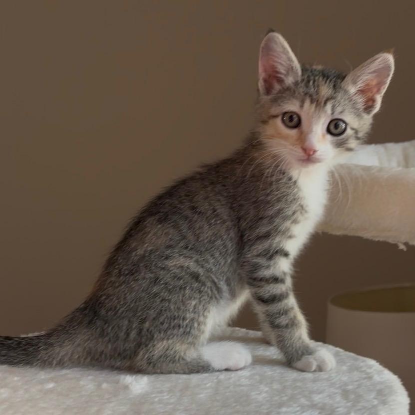 Junie, an adopted Domestic Short Hair in Queen Creek, AZ image 3/3