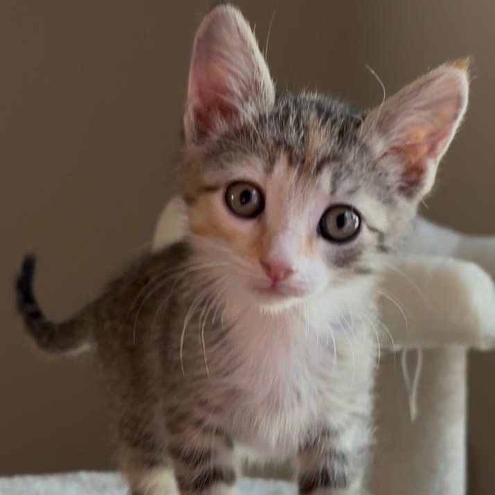 Junie, an adopted Domestic Short Hair in Queen Creek, AZ image 2/3