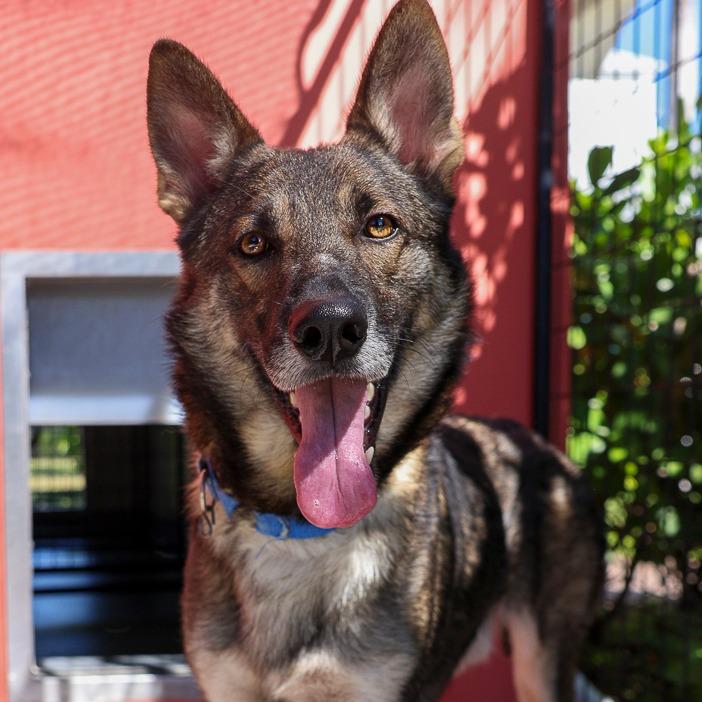 Enlarge Dan, a Adoptable mixed breed in Bradenton, FL image 1/5