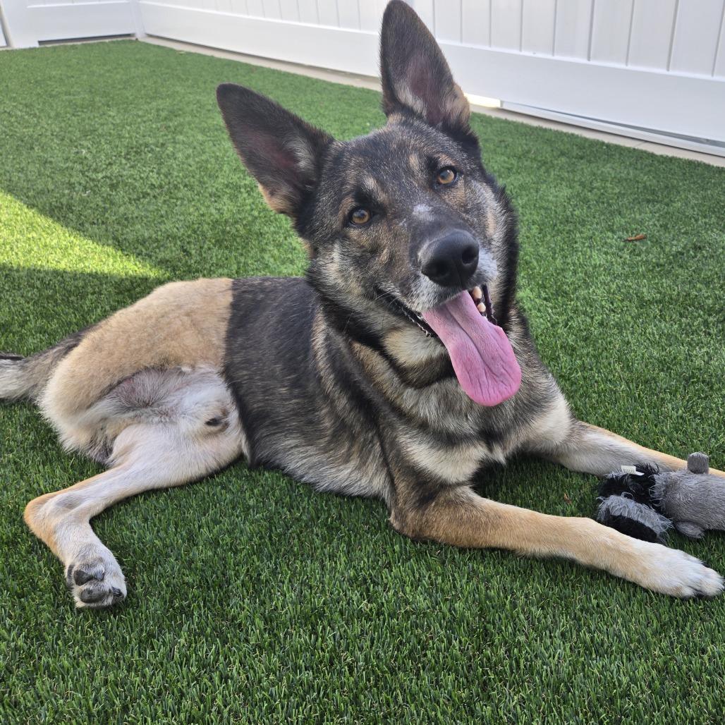 Enlarge Dan, a Adoptable mixed breed in Bradenton, FL image 3/5