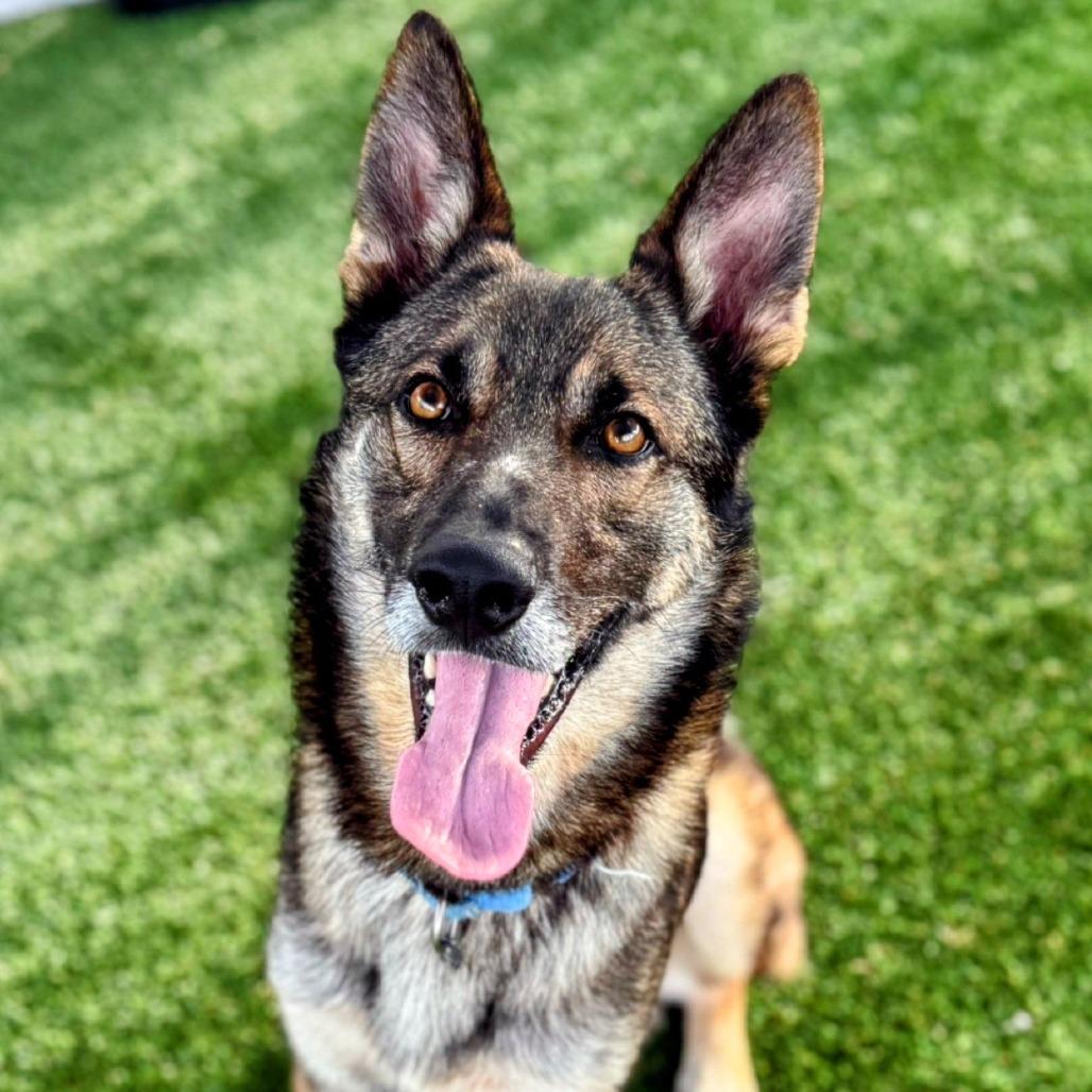 Enlarge Dan, a Adoptable mixed breed in Bradenton, FL image 4/5