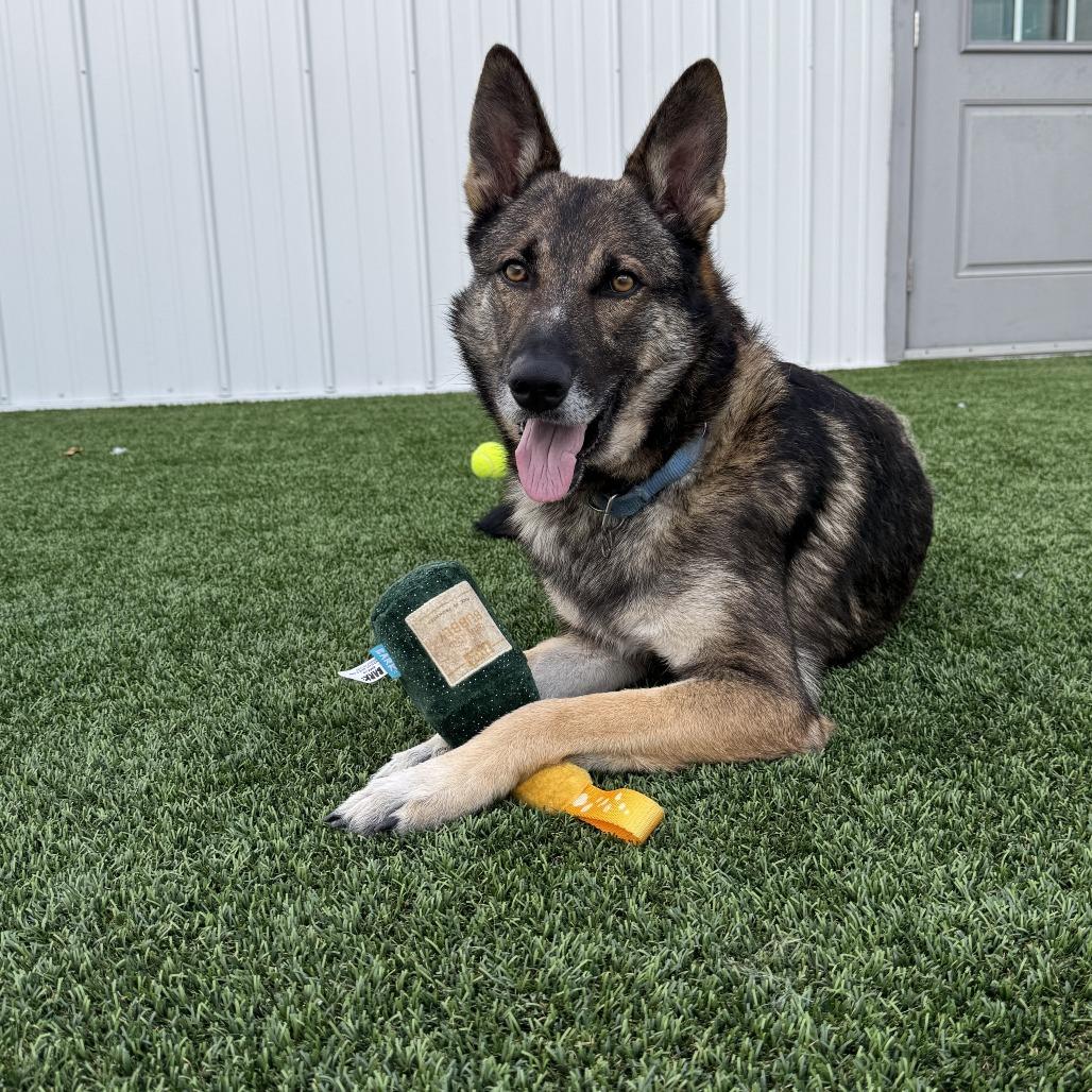 Dan, a Adoptable mixed breed in Bradenton, FL image 2/5
