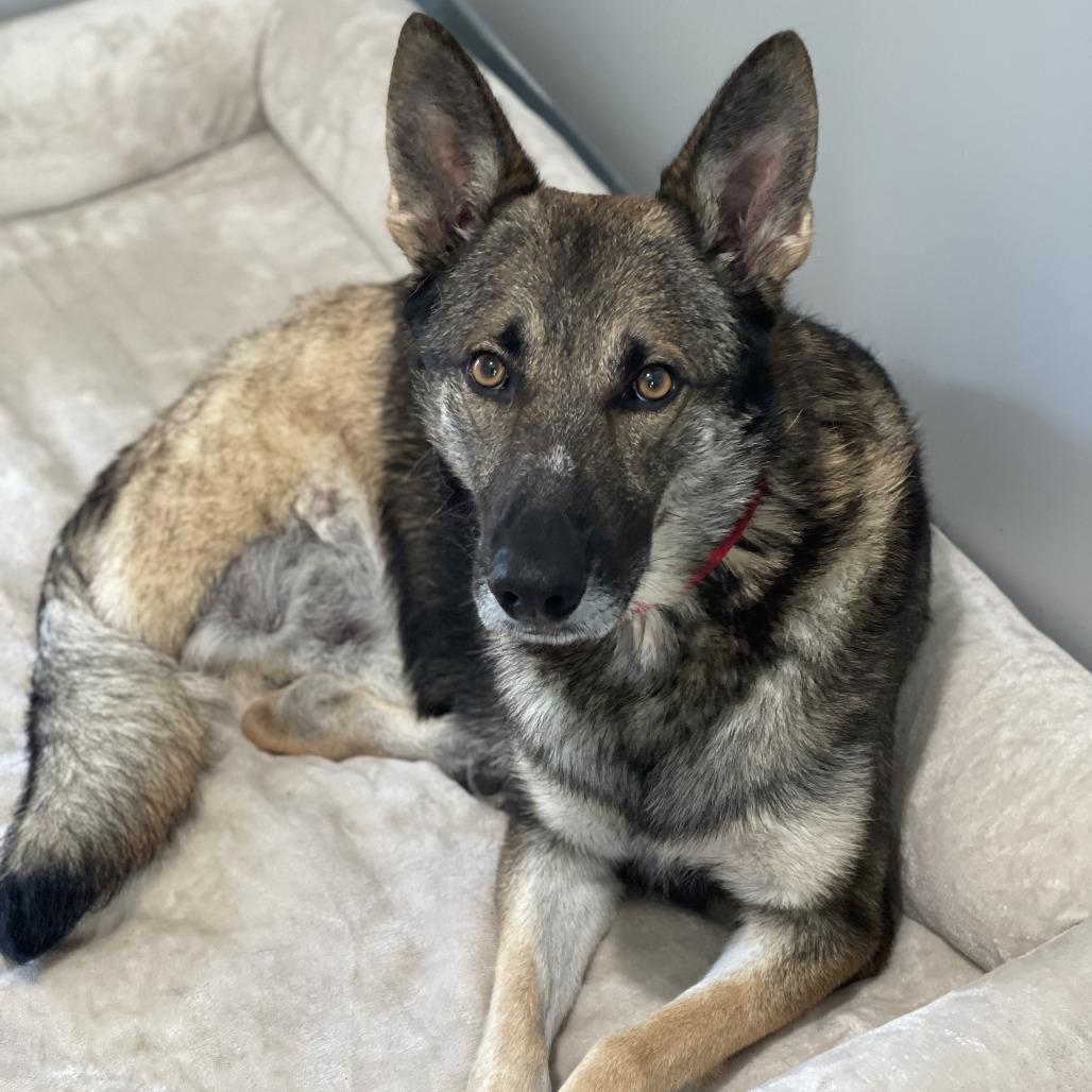 Dan, a Adoptable mixed breed in Bradenton, FL image 5/5