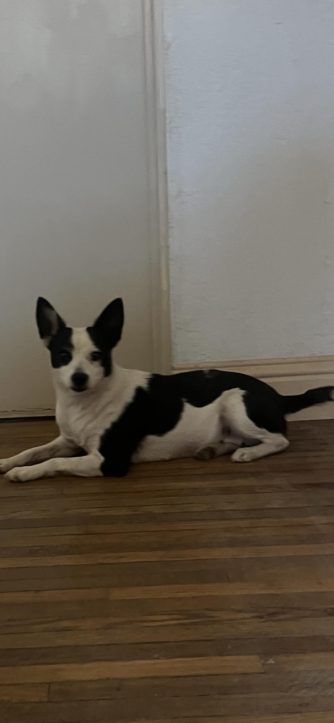 Enlarge Spot. ADOPTED, a Adoptable Jack Russell Terrier in Bakersfield, CA image 1/3