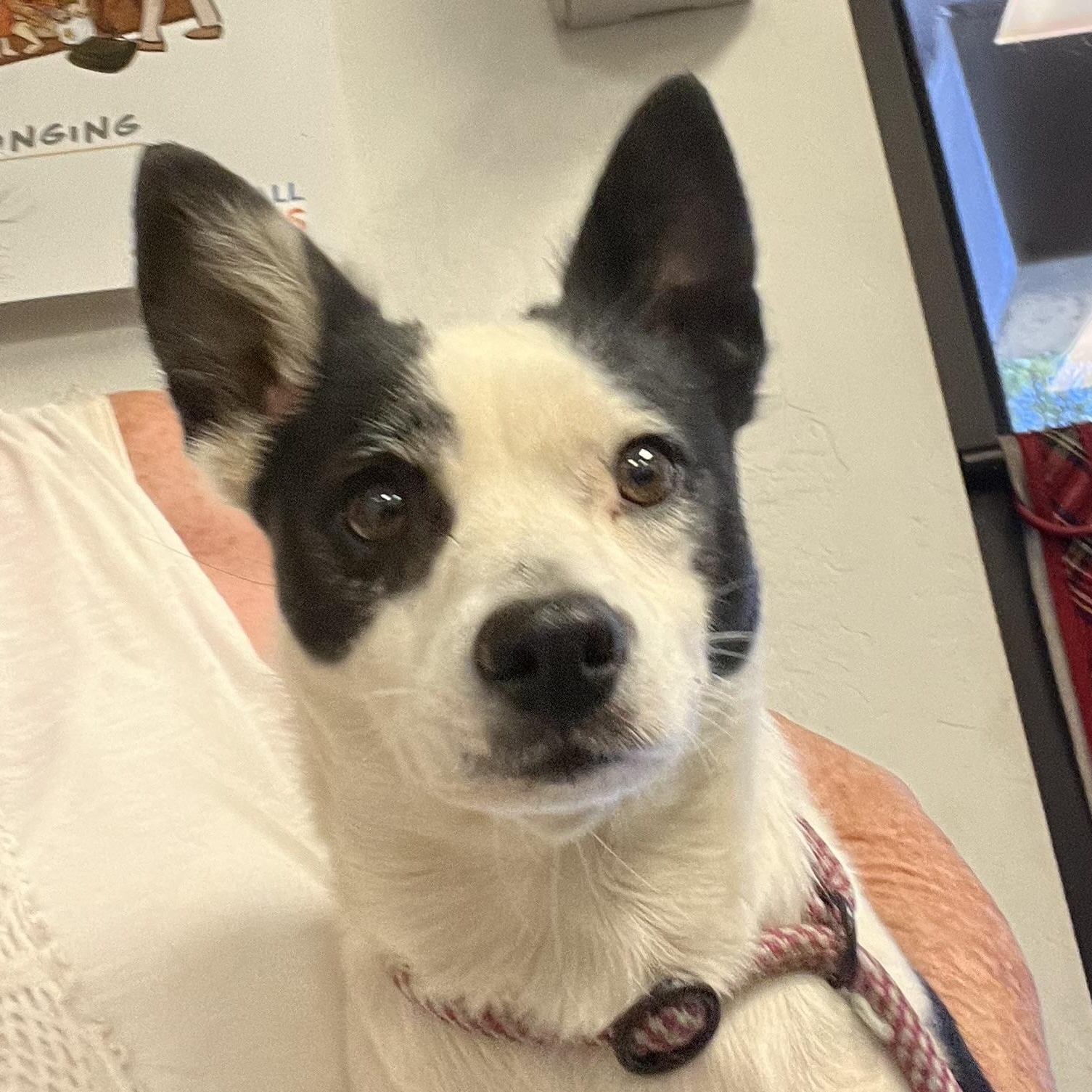 Enlarge Spot. ADOPTED, a Adoptable Jack Russell Terrier in Bakersfield, CA image 2/3